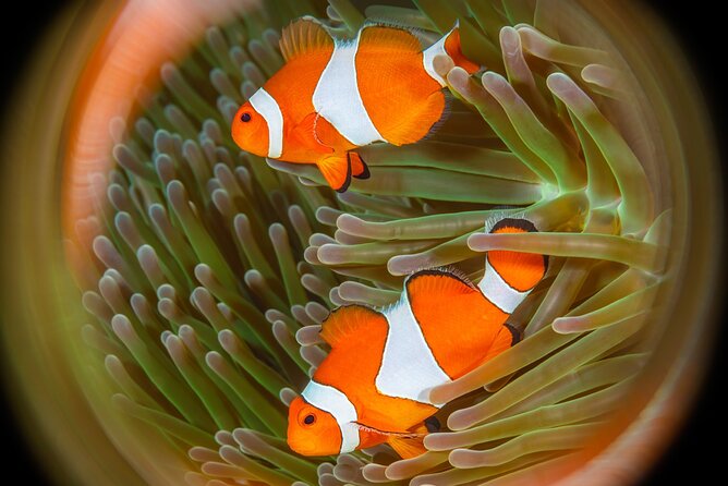 Try Dive Program in the Biorock Pemuteran - The 30-minute pool session builds confidence