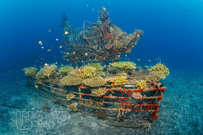 Try Dive Program in the Biorock Pemuteran - What the instructor support means underwater