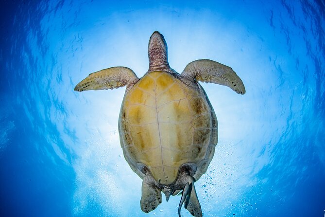 Try Dive Program in the Biorock Pemuteran - What is included for $51.67