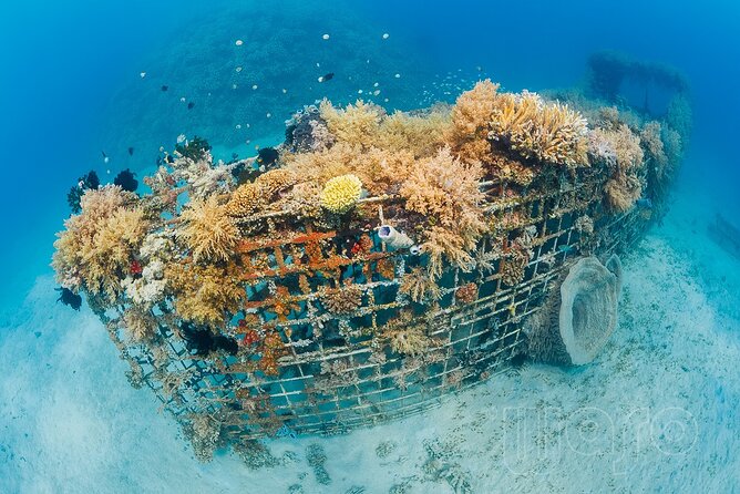 Try Dive Program in the Biorock Pemuteran - Who should book this first-time scuba session?