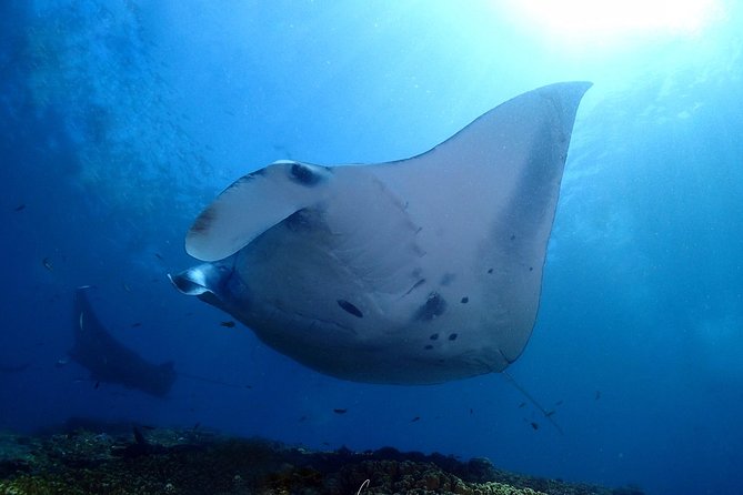 Try Diving in Manta Point - Nusa Penida - Why Manta Point is such a tempting first scuba trip