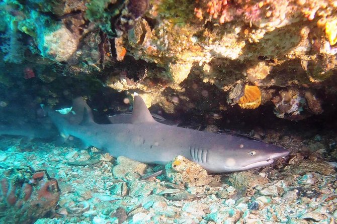 Try Scuba Diving at Padang Bai - Two boat sessions at Padangbai