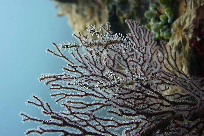 Try Scuba Diving at Tulamben Shipwreck - The first shore entry at 11 a.m.