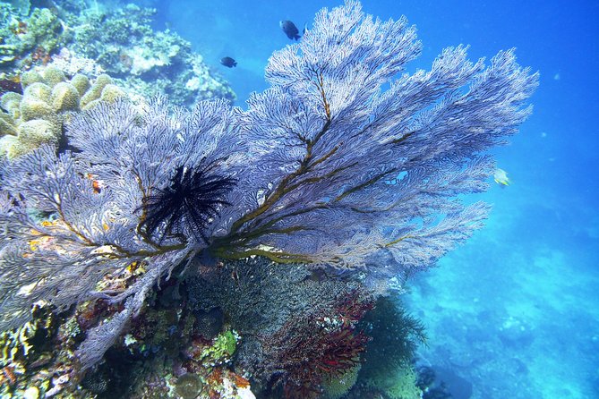 Try Scuba Diving at Tulamben Shipwreck - Lunch beside the beach