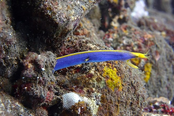 Try Scuba Diving at Tulamben Shipwreck - The second session at 1 p.m.