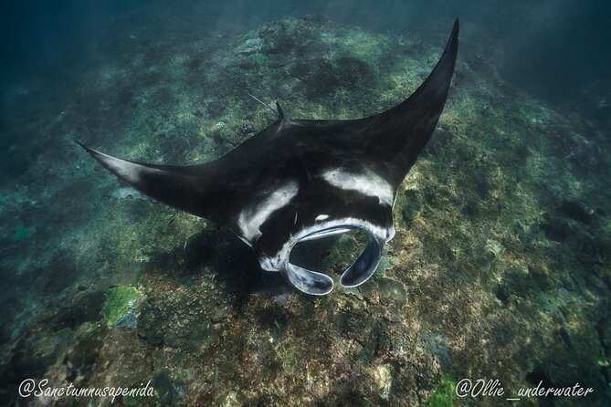 Try Scuba Diving for Beginners with manta rays (Non - Certified) - The 45-minute pool lesson before the boat