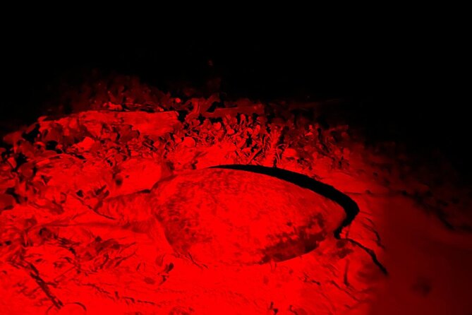 Turtle Tales of Pulau Banyak - Watching a turtle lay eggs under the stars