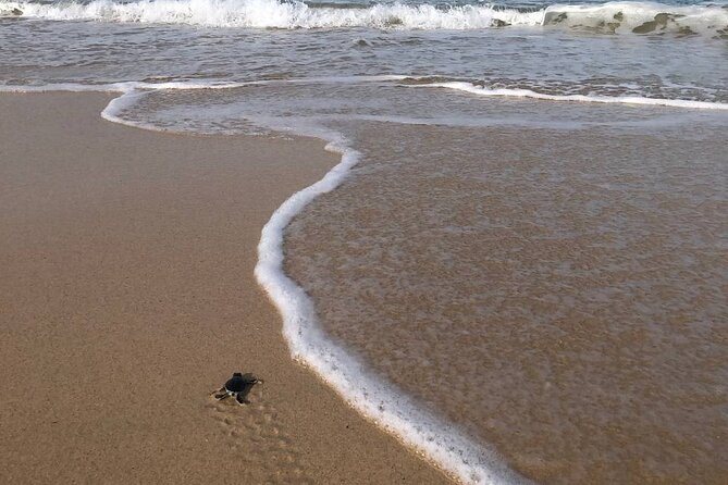 Turtle Tales of Pulau Banyak - Monitor lizards, crocodiles, and the wider wildlife setting
