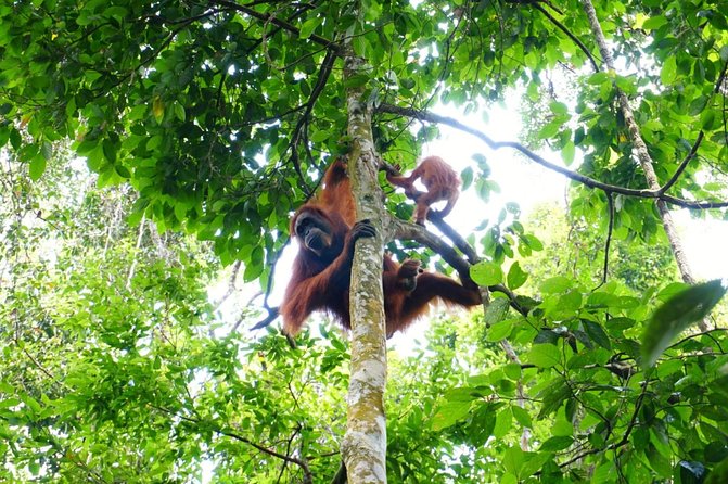 Two days orangutans adventure in Gunung Leuser - Lunch, river camp, and a night under the stars
