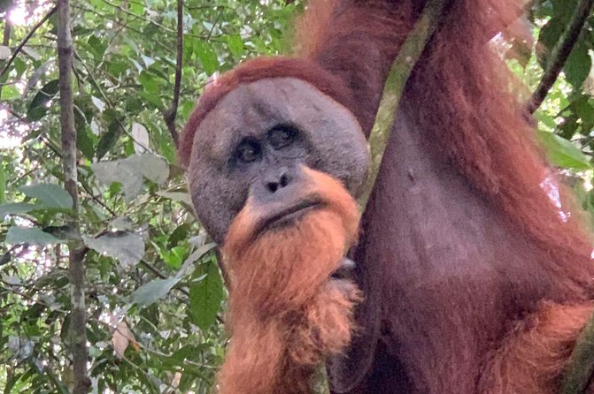 Two days orangutans adventure in Gunung Leuser - A waterfall swim and tubing back to town
