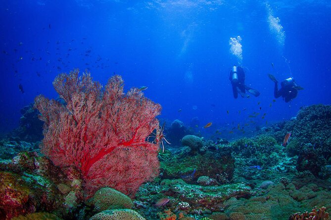 Two fun dives morning trip (Certified Divers only) - Key points to know before booking