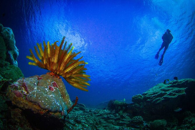 Two fun dives morning trip (Certified Divers only) - How the two underwater sessions work