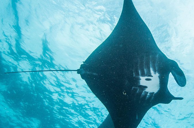 Two fun dives morning trip (Certified Divers only) - What makes the small group valuable