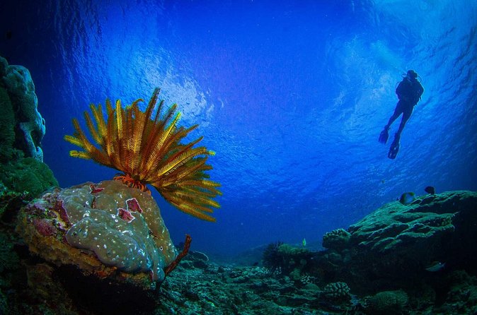 Two fun dives morning trip (Certified Divers only) - Is $140.87 good value?