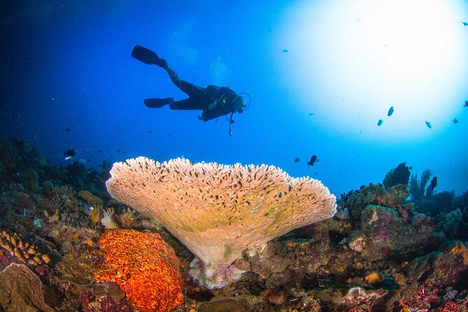Two fun dives morning trip (Certified Divers only) - Four hours on the boat, not just two hours underwater