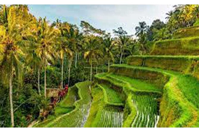 Ubud ATV Quad Bike, Monkey Forest and Rice Terrace - A muddy ATV route through Bali countryside