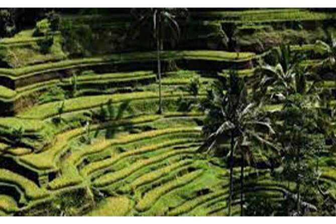 Ubud ATV Quad Bike, Monkey Forest and Rice Terrace - Lunch, equipment, and the practical setup