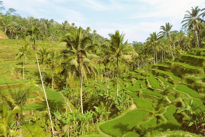 Ubud Combine Mount Batur Kintamani Tour - Tegalalang Rice Terrace: Bali’s familiar green slopes
