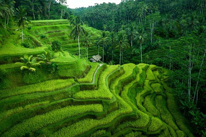 Ubud Countryside Tour: Campuhan Ridge Walk and Rice Terrace - Tegalalang shows Bali’s working terraces