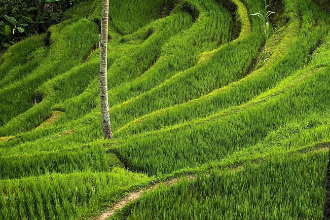 Ubud Cultural Day Tour: A Day for Balinese Cultural Experience - Tegalalang Rice Terrace and the best photo pause