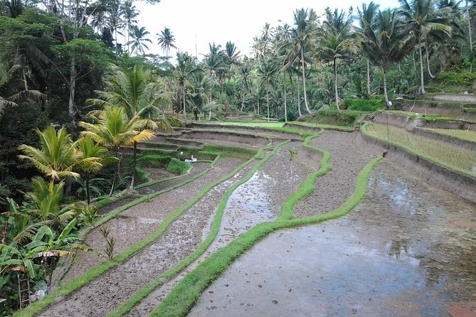 Ubud Customized Private Tour - Mount Batur and the Kintamani view