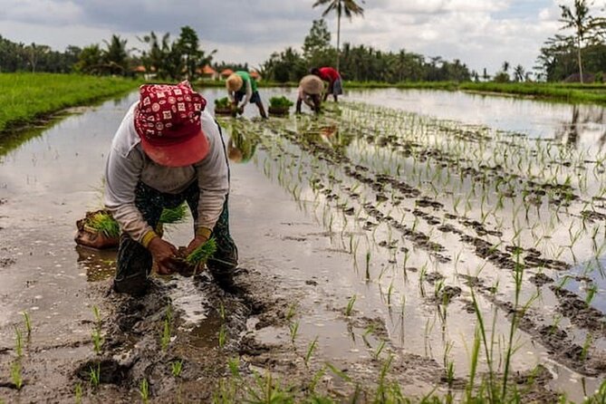 Ubud: Downhill Cycling with Volcano, Rice Terraces and Meal - Lunch in Banjar Laplapan