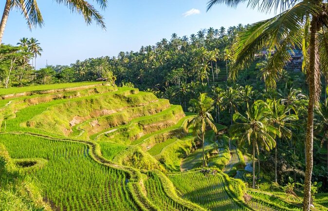 Ubud eBikes Tour to Tegallalang Rice Terrace - Key points to know before booking
