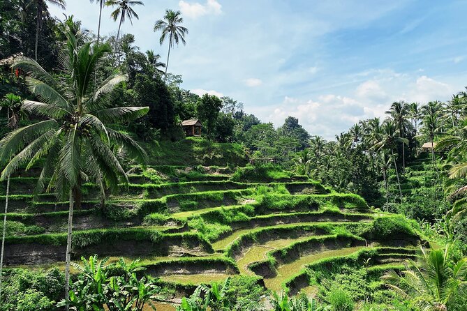 Ubud Experience | Full Day Private Tour in Ubud | FREE WIFI - The Real Bali Swing, an activity with an added bill