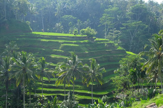 Ubud Experience ; Swing, Waterfalls, Art Market, Rice Terrace - A practical Bali day out from Kuta