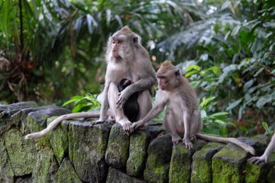 Ubud Experience ; Swing, Waterfalls, Art Market, Rice Terrace