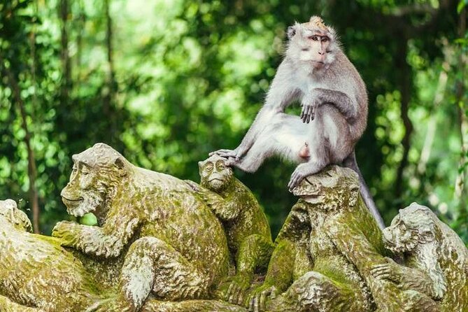 Ubud Full Day Tour Waterfall Monkey Forest Rice Terrace - Why the driver can make or break the day