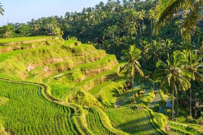 Ubud Full Day Tour Waterfall Monkey Forest Rice Terrace - What the $27 price does and does not cover