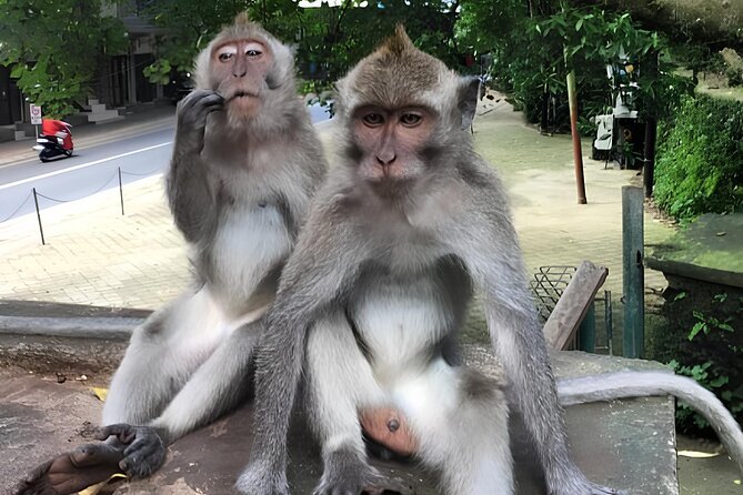 Ubud Highlights Rice Terraces, Temple, Waterfall & Monkeys forest - Tirta Empul and Bali’s sacred springs