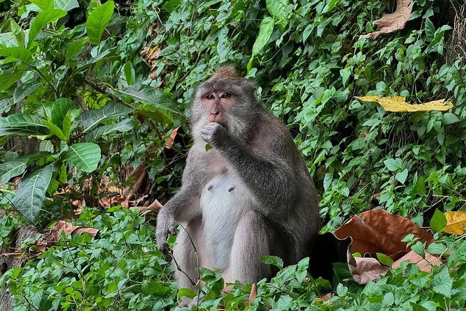 Ubud Monkey Forest - Rice Terrace - Jungle Swing - Water Temple - Sacred Monkey Forest: close encounters in central Ubud