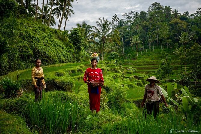 Ubud Monkey Forest - Rice Terrace - Jungle Swing - Water Temple - Tegenungan Waterfall and the chance to swim