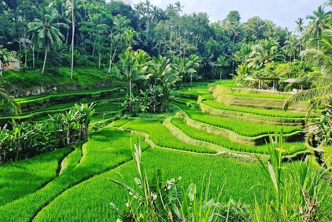 Ubud Monkey Forest - Rice Terrace - Jungle Swing - Water Temple - Tirta Empul: Bali’s holy water temple