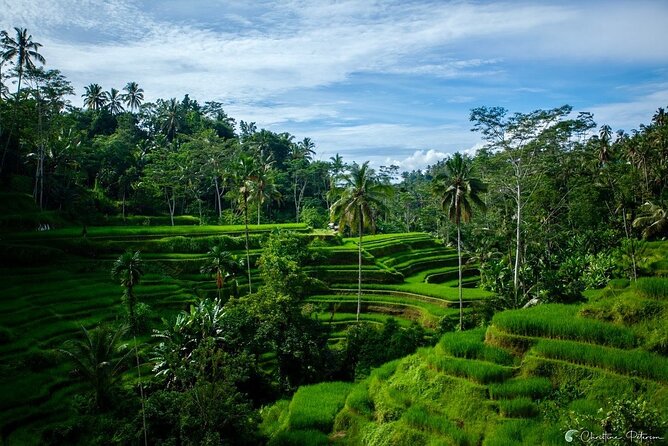 Ubud Monkey Forest - Rice Terrace - Jungle Swing - Water Temple - Price, entry fees, and the real value