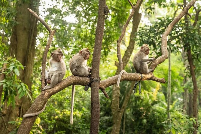 Ubud Monkey Forest - Rice Terrace - Jungle Swing - Water Temple - Tegalalang rice terraces and the swing question