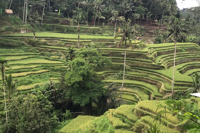 Ubud Private Tour : Best Of Ubud - Guided Tour - Lunch with a view at D Alas Warung