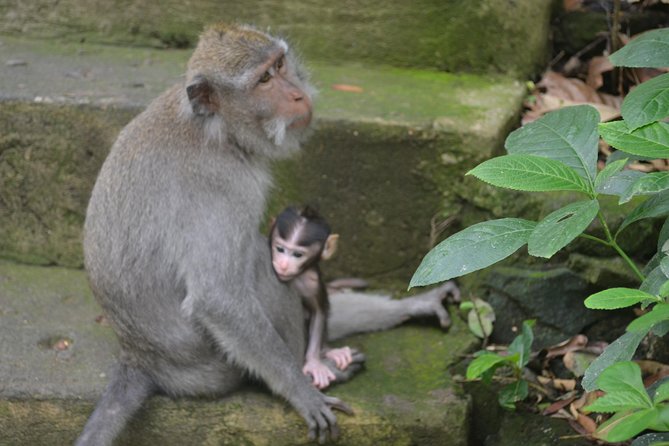 Ubud Private Tour : Choice Your Own Trip - A private Ubud day built around you