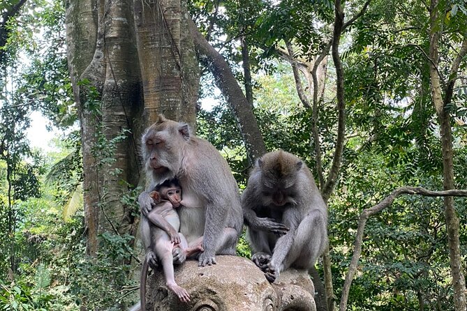Ubud Private Tour: Monkey Forest, Rice Terrace, Temple, Waterfall - The 90-minute ride from Seminyak to Ubud