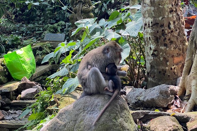 Ubud Private Tour: Monkey Forest, Rice Terrace, Temple, Waterfall - Meeting Bali’s macaques at Sacred Monkey Forest Sanctuary