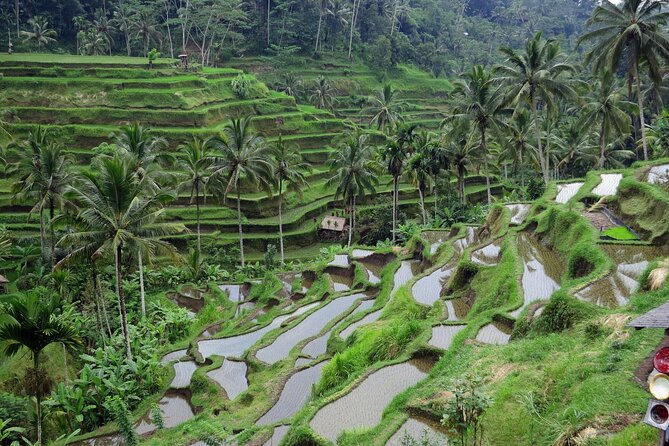 Ubud private tours - How the Private Format Changes the Day