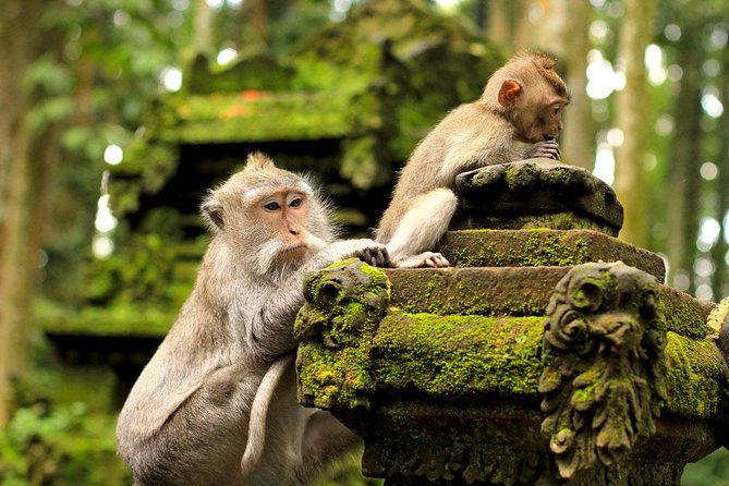 Ubud Sacred Monkey Forest & Art Village Tour - Why this four-hour Ubud route works