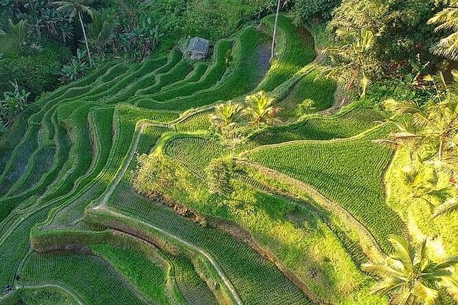 Ubud: Swing - Monkey Forest - Waterfall - Temple - Rice Terraces - Art Crafts - My Swing Bali: photographs first, thrills second