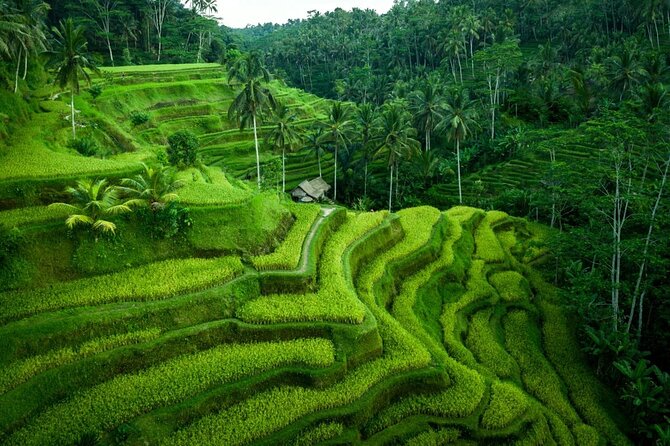 UBUD : Temple and Waterfall All Inclusive Day Tour - Tirta Empul and the meaning of purification