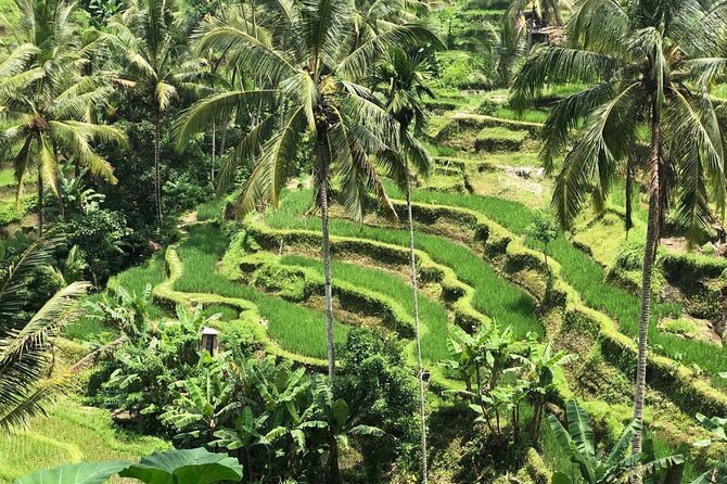 Ubud Temples, Waterfalls, Rice Terraces & Balinese Culture - Tegalalang Rice Terrace and the classic Ubud view