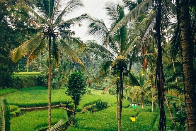 Ubud Temples, Waterfalls, Rice Terraces & Balinese Culture - What the $35 price really buys you