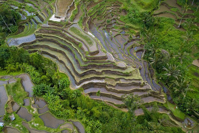 Ubud Top Attractions: Waterfalls, Temples and Rice Terraces - Tegalalang Rice Terrace on foot