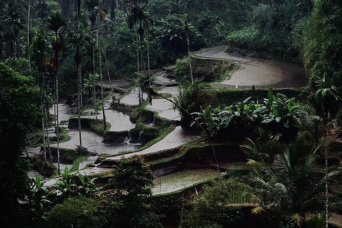Ubud Top Tours to Discover Bali’s Cultural and Natural Wonders - Taking in Pakudui’s Tegalalang rice terraces